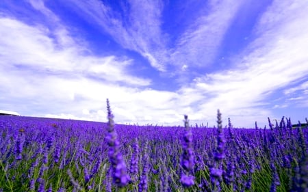 LAVENDER FIELD for SUSANA(chu41) - blossoms, lavender, susana, fields, meadow, friend, flowers, purple, field, gift