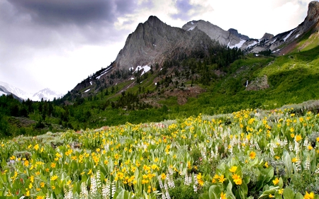 WILD FLOWER FIELD - california, field, flower, john muir wilderness, wild