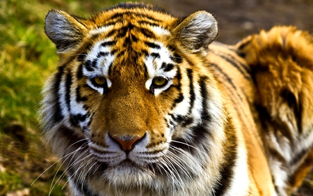 THE CALM PREDATOR - calm, siberian, tiger, predator