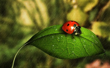 rain on me - ladybug, beauty, polka dot, nature, red, green, rain, insect, leaf