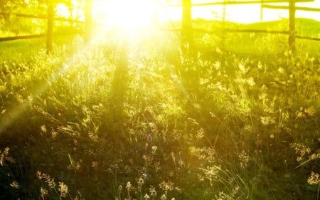 the color of sunshine - summer, beauty, field, photography, yellow, sun, sunshine