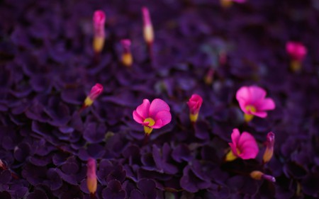 pink petite flowers - flowers, pretty, nature, small, field, pink, petite