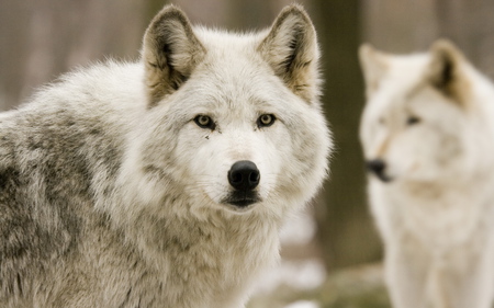 White wolves - snow, animal, nature, wolf