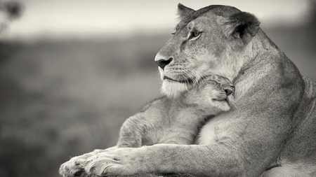 Mother's love - love, cub, lion, mother, animal