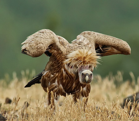 Are you talking to me?! - nature, funny, animals, bird