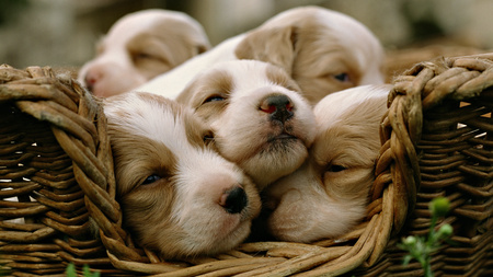 Dog litter - puppy, dog, animal, sweet, litter