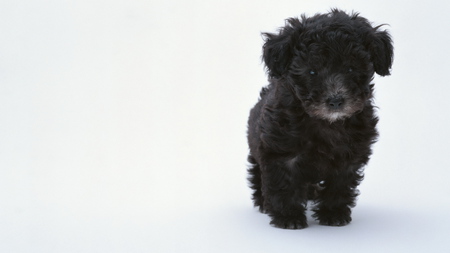 Lonely curly puppy - curly, black, animal, dog, puppy, sweet