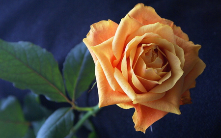 Golden rose - pretty, rose, flower, nature