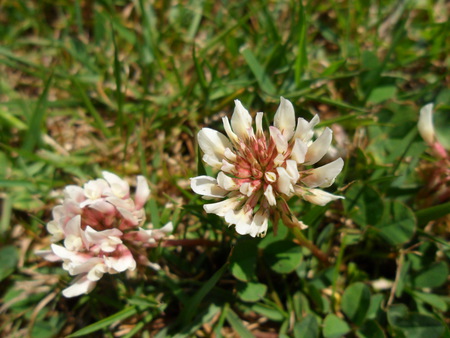 White Clover - white, close up, weeds, garden, clover