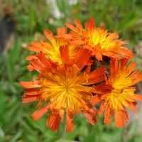 Orange Hawkweed