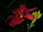 Red Lily