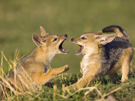 Six-Week-Old-Black-Backed-Jackal-Pups-Playing-Masai-Mara-Kenya - animal, backed, playing, grass