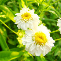 Daisies in the sun