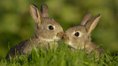 Couple - couple, animals, field, bunny, rabbit, affection, rodents, animal, grass, cute