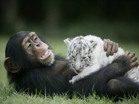 white tiger gets a new home - cub, cute, friends, adorable, chimp, happy