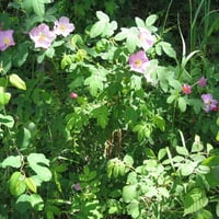 Flowers the Wild Roses of Alberta