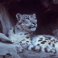 snow leopard.