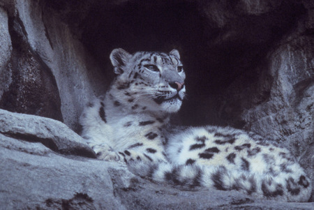 snow leopard. - snow, leopard, animal, wallpaper