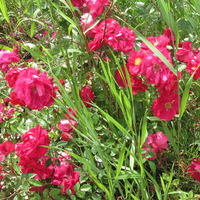 Red Wild Roses in my garden