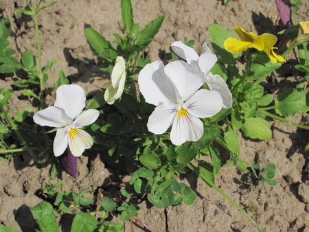 White Flowers - white, mc, flowers, flower