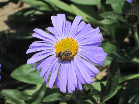 Flower - purple, mc, flower, bug