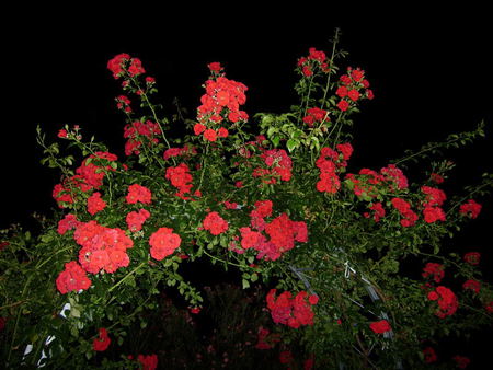 rose arbor - night, arbor, roses, red