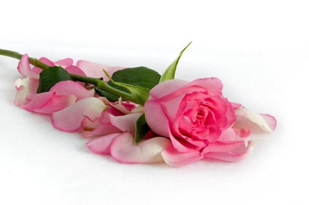 rose and petals - rose, petals, pink, still life