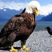 eagle