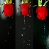 Tears of Roses