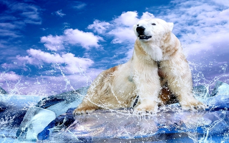 POLAR SPLASH - clouds, ice, water, sprays, white bear, drops, cusco, sky