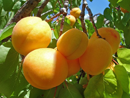 Apricots - nature, yellow, apricots, delicious, tree, fruit