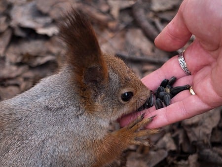 Cute Squirrel - seeds, funny, autumn, cute, squirrel, animals