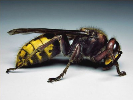 Hornet - yellow, black, hornet, insect