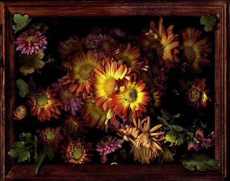 Picture Perfect - art, pretty, floral, leaves, chrysanthemums, frame, colourful