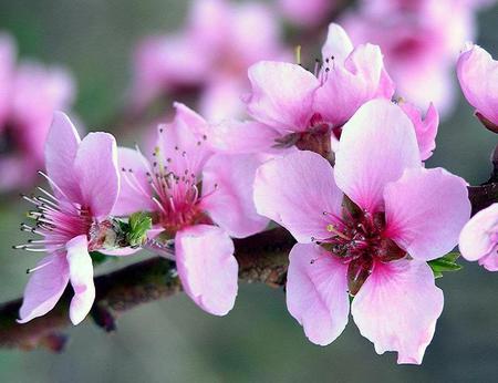 Showing Off - pretty, petals, pink, branch, blossom