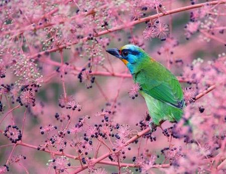 Well Camouflaged he Thinks - pretty, bird, beautiful, pink, tree, berries, purple, green, turquoise