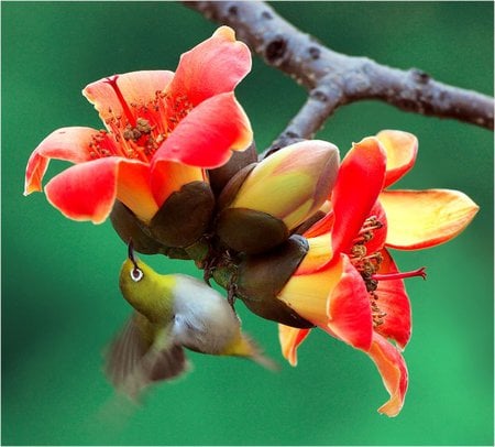 Hang On in There - branch, yellow, feeding, beautiful, small, flower, orange, nature, hummingbird