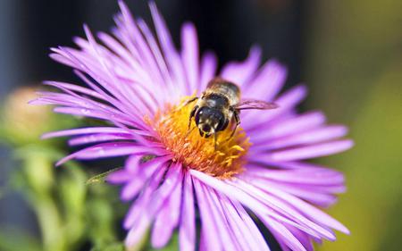 Bizzy Bee at work - bee, nature, purple, flower, wildlife