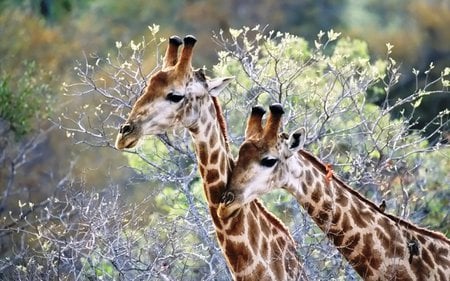 Pair of Giraffes - wildlife, africa, animals, giraffes