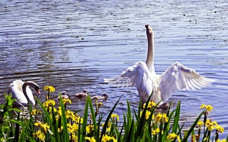 Swan Family - flowers, river, swans, nature, blue, babies, lake, family