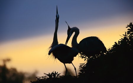 Lovely Birds - birds, pair, nature, beautiful