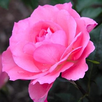 A Beautiful Rose for Cherie