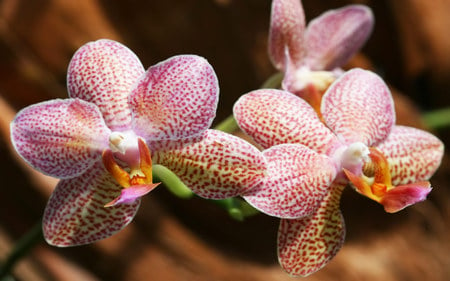 Phalaenopsis Orchid - beauty, photography, orchid, delicate, hd, nature, closeup, pretty, pink, beautiful, flowers