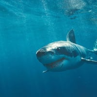 Great White Shark