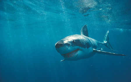 Great White Shark - oceans, water, blue, underwater, white shark, shark, animals, scary