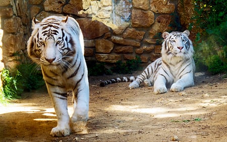 White Tigers - nice, animals, sun, kitty, kitten, nature, white, amazing, pretty, cats, wild, beautiful, zoo, tiger, siberian