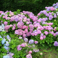 purple-hydrangea-blossom-lovely