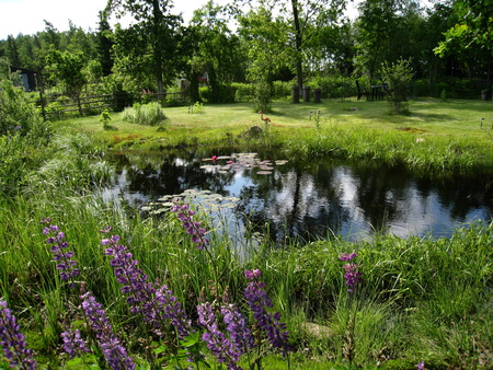 The Pond - water, flowers, pond, trees