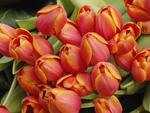 Tulip-Arrangement-Amsterdam-Netherlands