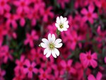 White flowers